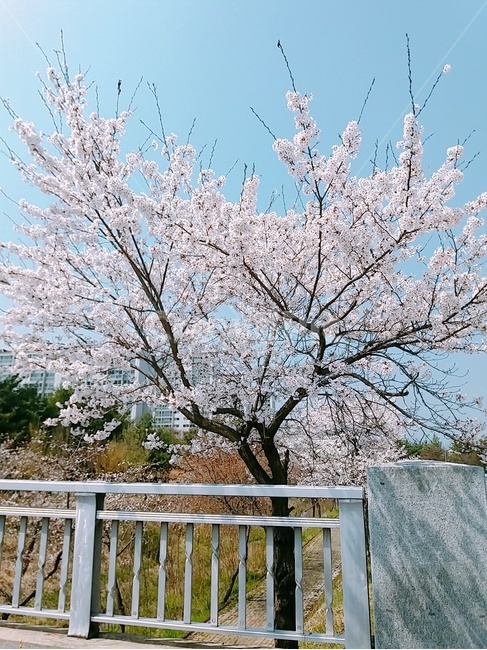 봄,벚꽃,자연,나무,꽃,색감