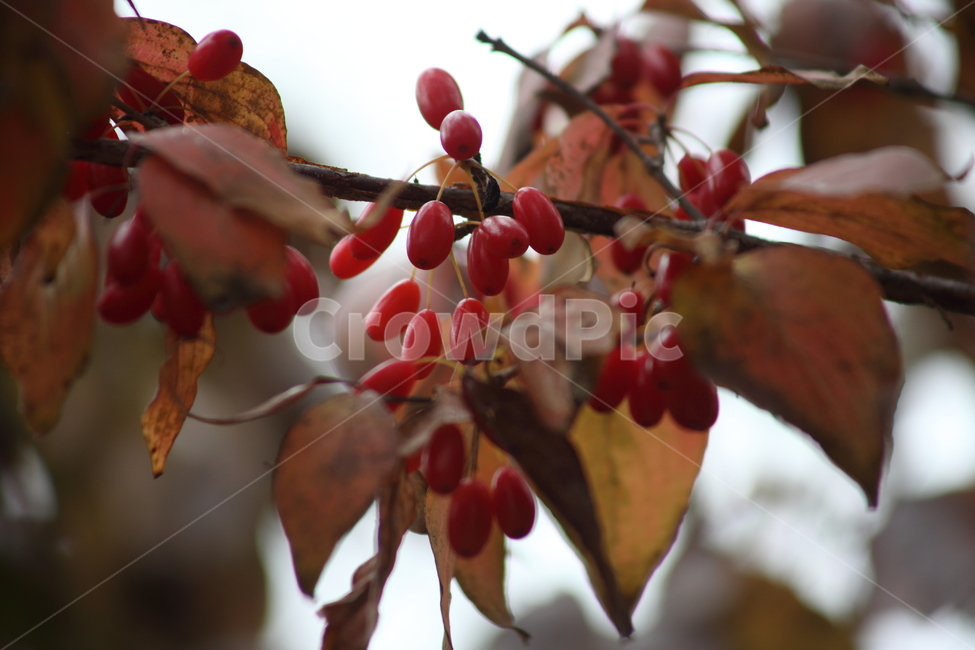 단풍,산수유,열매,가을,japanesecorneliancherry,식물,자연,plants,nature,과일,열매,fruit