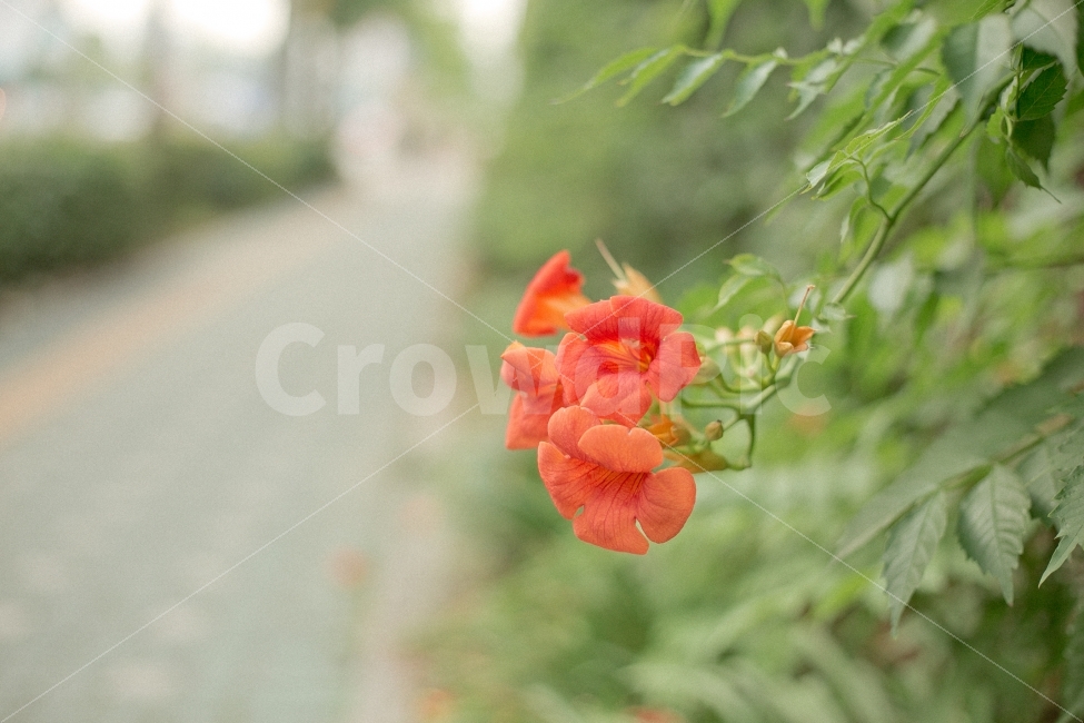 꽃,여름,능소화,봄,식물,식물,자연,plants,nature,꽃,flower