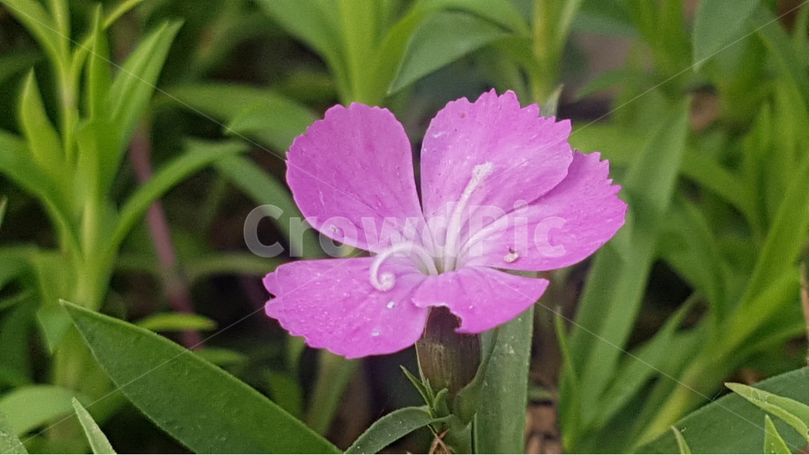 꽃,flower,허브,들꽃,분홍색,가을,식물,자연,plants,nature,꽃,flower