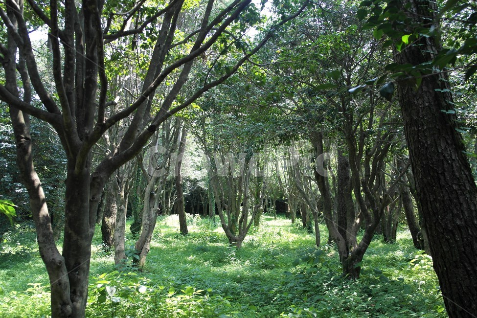 오동도,plant,tree,식물,나무,자연,nature