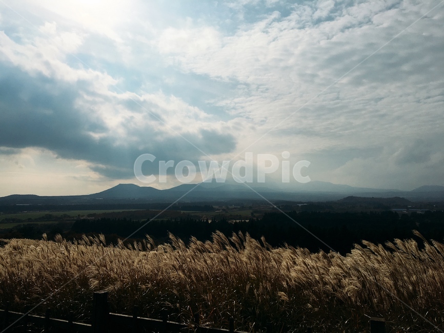 가을하늘,갈대,제주도,제주,억새,가을,하늘,가을,계절,fall,autumn,season,자연,풍경,nature,landscape,plant,식물,grass,잔디