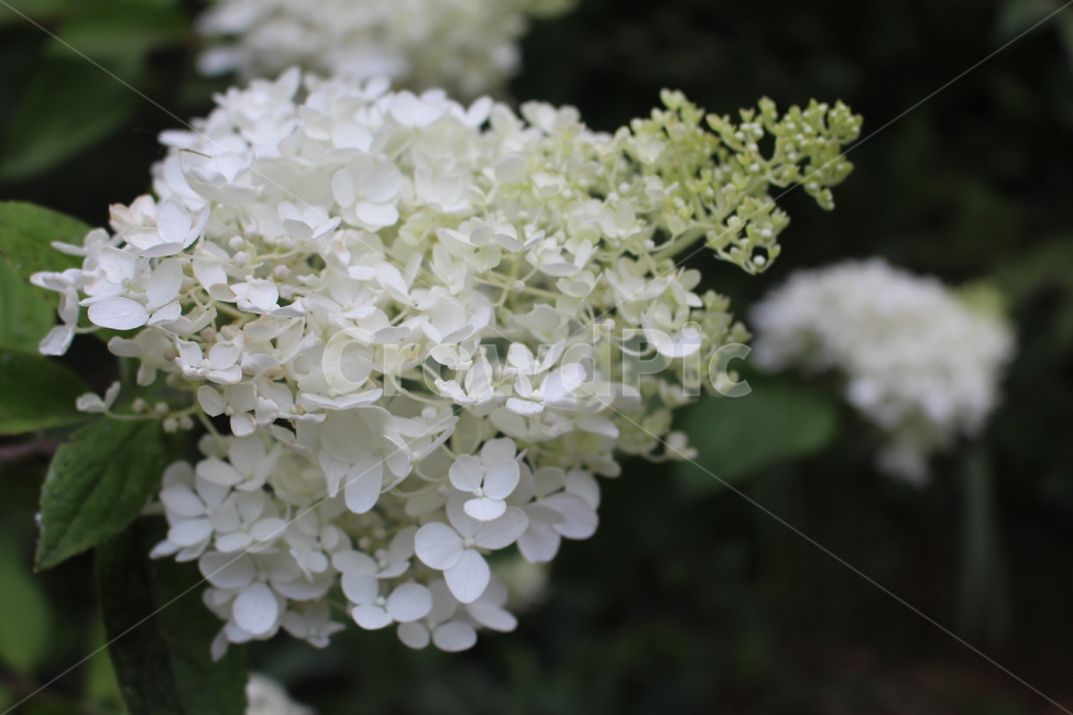plant,식물,blossom,flower,수국,꽃,자연,활짝핀,봄