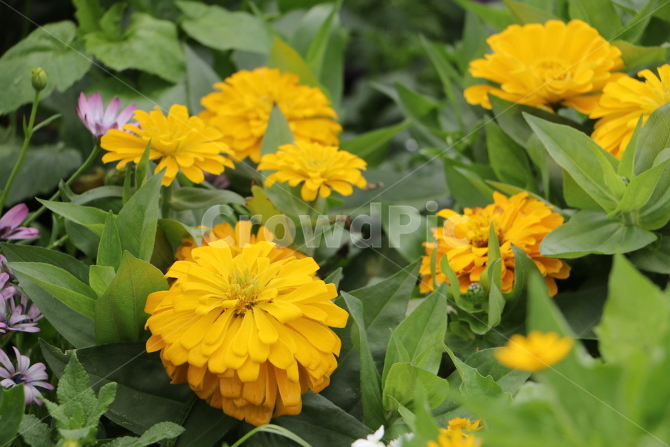 plant,식물,flower,꽃,blossom,식물,자연,plants,nature,꽃,flower