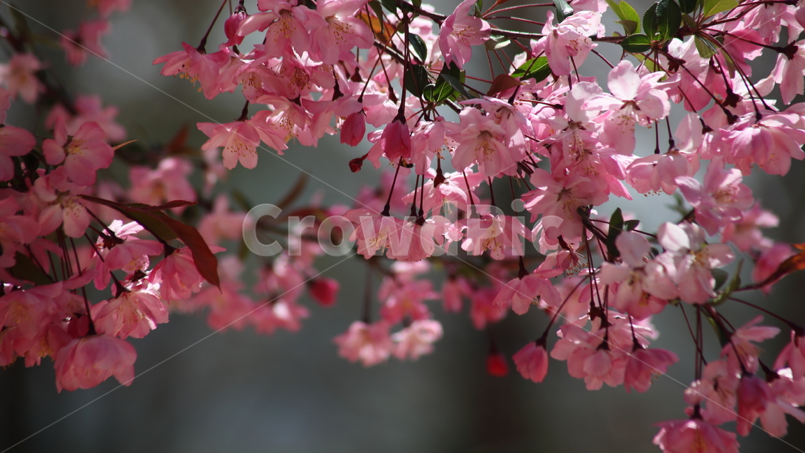 꽃사과나무,꽃아그배나무,서부해당화,봄,crabapple
