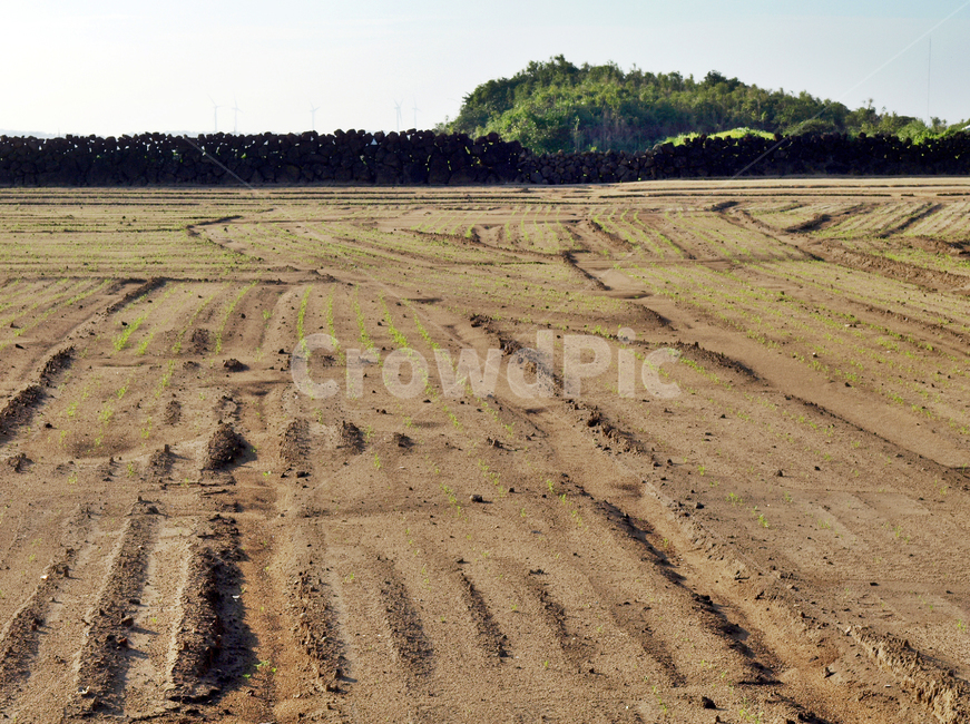 밭,올레,올레20코스,제주,돌담,밭갈이,농사,흙,soil,ground,바닥,nature,자연,land,땅,outdoors,옥외