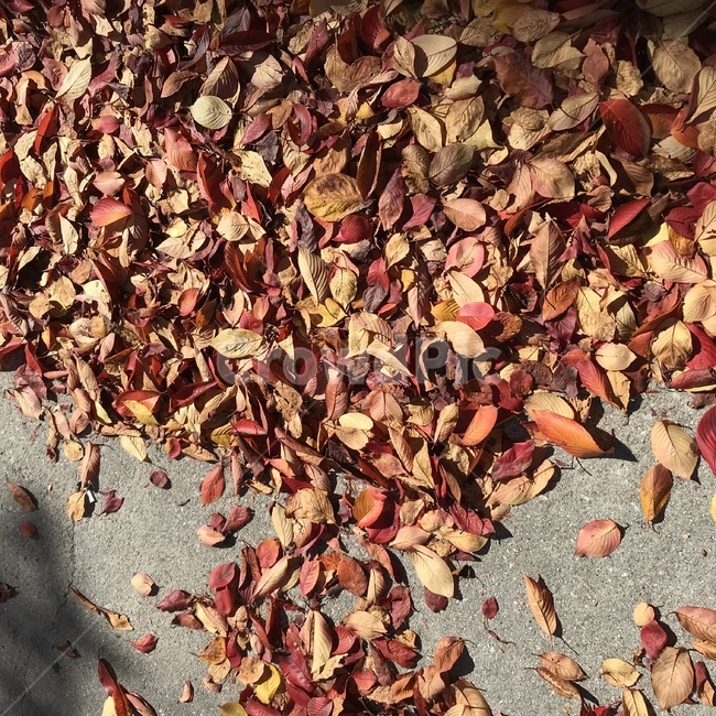 가을,낙엽,겨울,단풍,단풍잎,가을,계절,fall,autumn,season,ground,바닥,leaf,잎,plant,식물