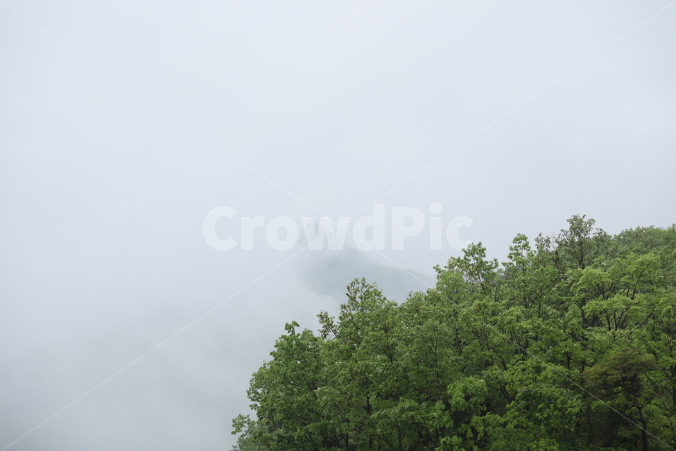 산,안개,운무,풍경,숲,나무,자연,풍경,nature,landscape,outdoors,옥외,weather,날씨