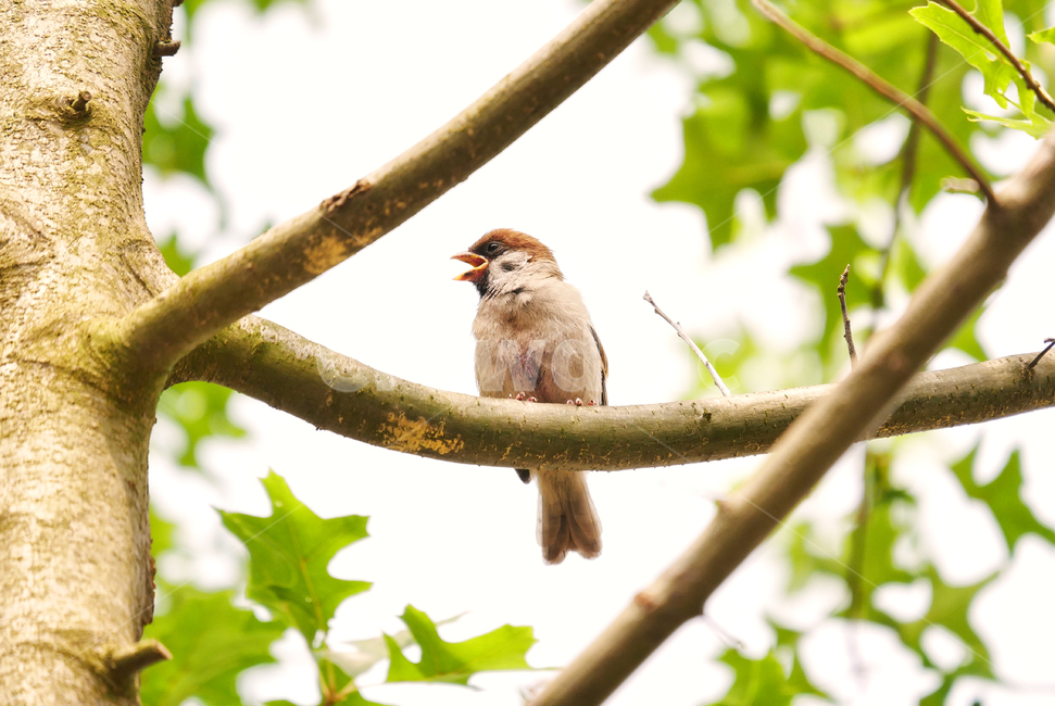 참새,새,동물,조류,부리,나뭇가지,나뭇잎,가지,bird,동물,animal,조류,새,birds