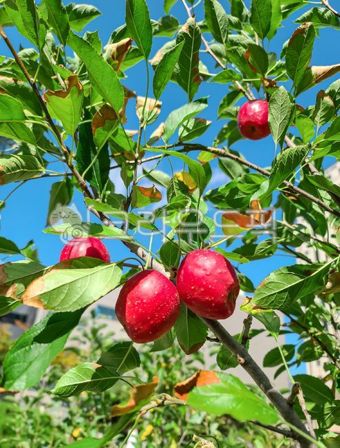 berry,green leaves,appletree,fruit,apple Farming,agricultural products,crops,trees,apple,leaves,fruits,fall,harvesting,raw apple,plants,farming,Ruby S species,apple leaf,red apples,apple tree,apple tree leaf,harvest,red apple,food,Apple,apple fruit,adverb