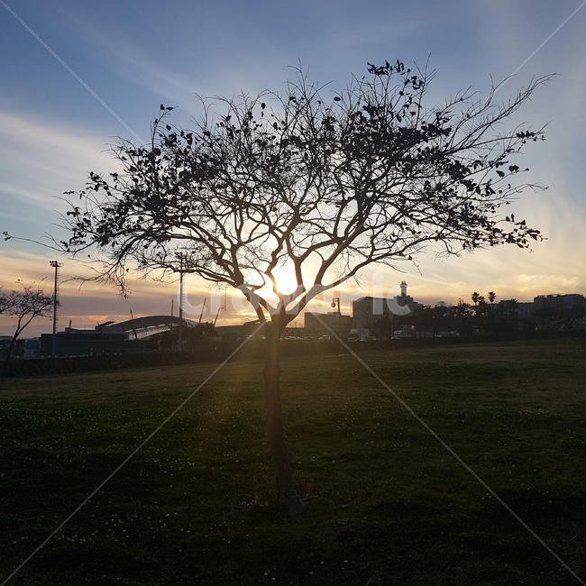 한국,제주도,자연,노을,나무,korea,jejuisland,nature,sunset,tree,빛,light,식물,자연,plants,nature,나무,trees,wood