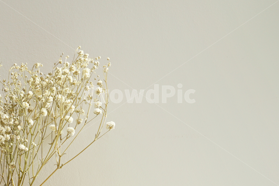 plant,식물,꽃,안개꽃,드라이플라워,dayflower,화훼,꽃꽃이,프리저브트플라워