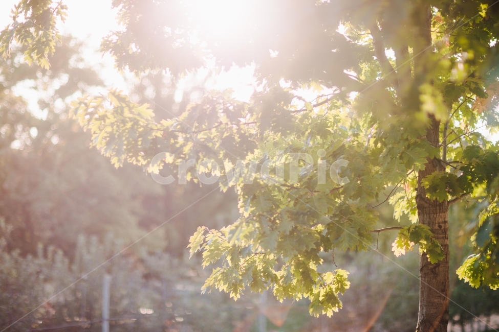 초록,나무,햇살,역광,눈부심,식물,자연,plants,nature,나무,trees,wood,감성,sensible,feeling,휴식,힐링,rest,relaxation,healing