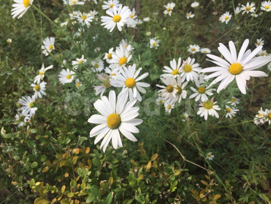 들국화,가을꽃,가을,꽃,하얀꽃,야생화,식물,자연,plants,nature,꽃,flower