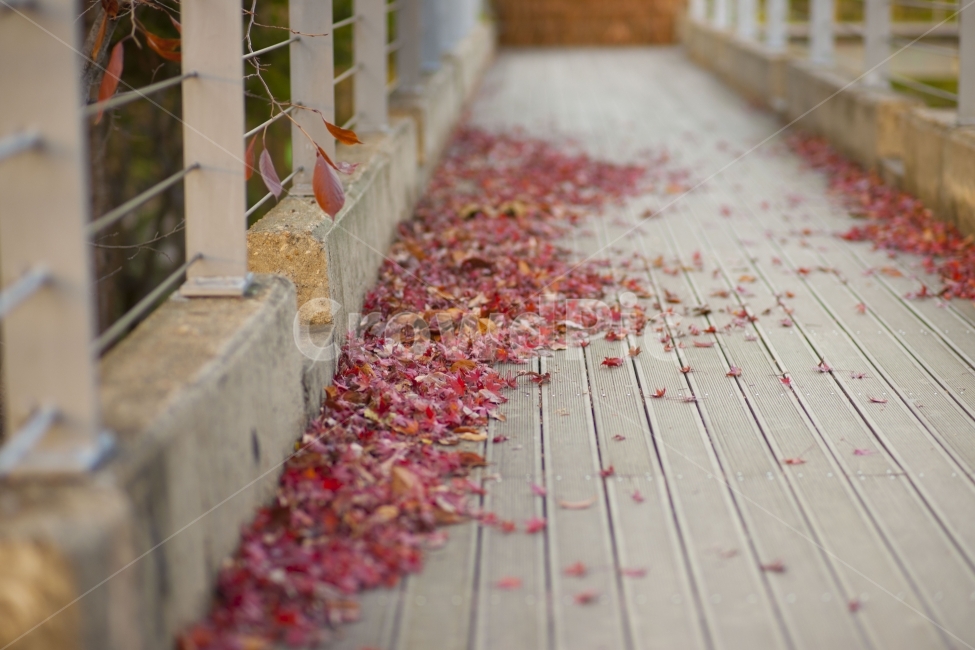 가을,단풍,낙옆,풍경,가을풍경,가을,계절,fall,autumn,season,식물,자연,plants,nature