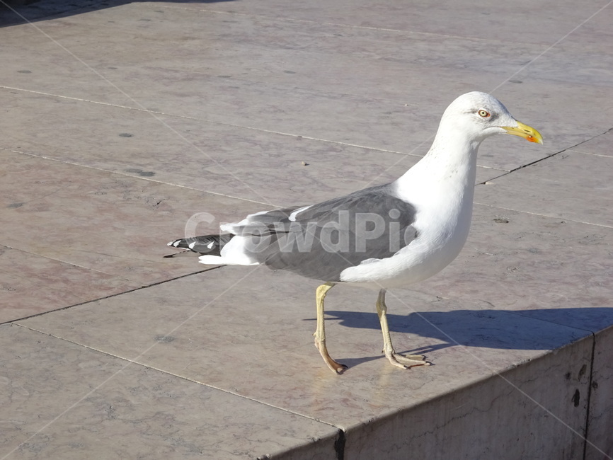 비둘기,새,bird,흰비둘기,길비둘기