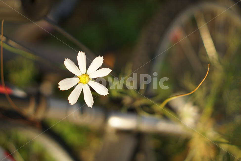 계란꽃,하얀꽃,꽃,들꽃,자전거,봄,계절,spring,season,식물,자연,plants,nature,꽃,flower,감성,sensible,feeling,plant