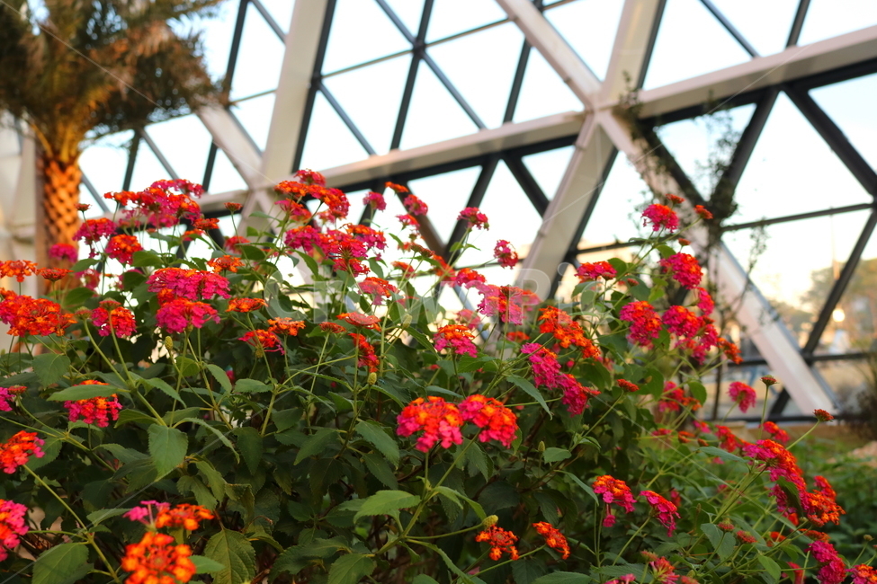 란타나,꽃,란타나꽃,식물,나무,자연,마편초과,식물원,식물,자연,plants,nature,꽃,flower