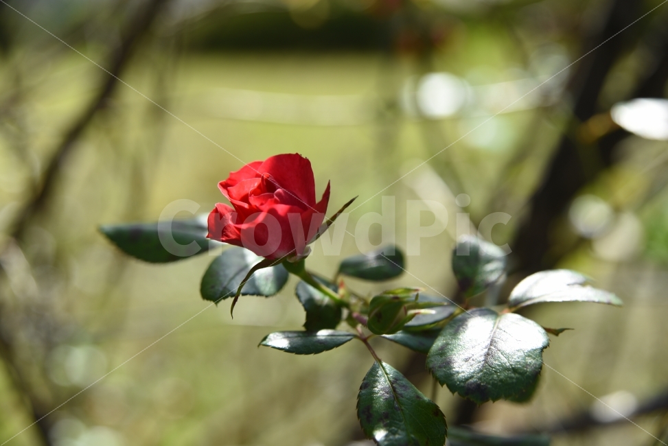 장미,빛,잎,한송이,빨강,식물,자연,plants,nature,꽃,flower