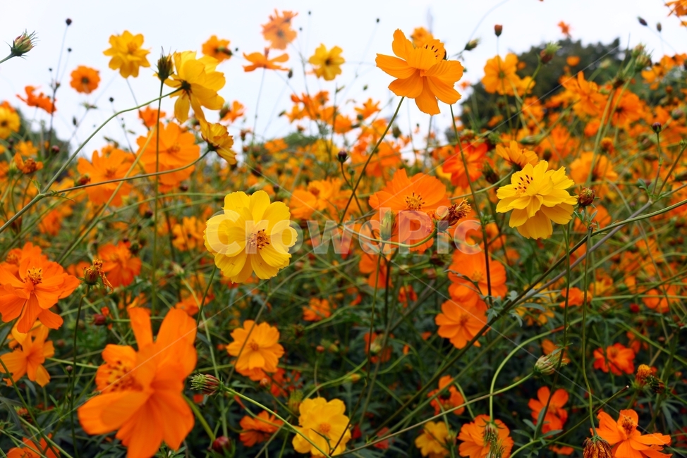 가을,코스모스,가을꽃,cosmos,가을코스모스,주황색,주홍색코스모스,가을,계절,fall,autumn,season,식물,자연,plants,nature,꽃,flower,plant,petal,꽃잎,blossom,leaf,잎