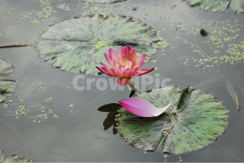 꽃,연꽃,관곡지,불교,여름,식물,자연,plants,nature,꽃,flower