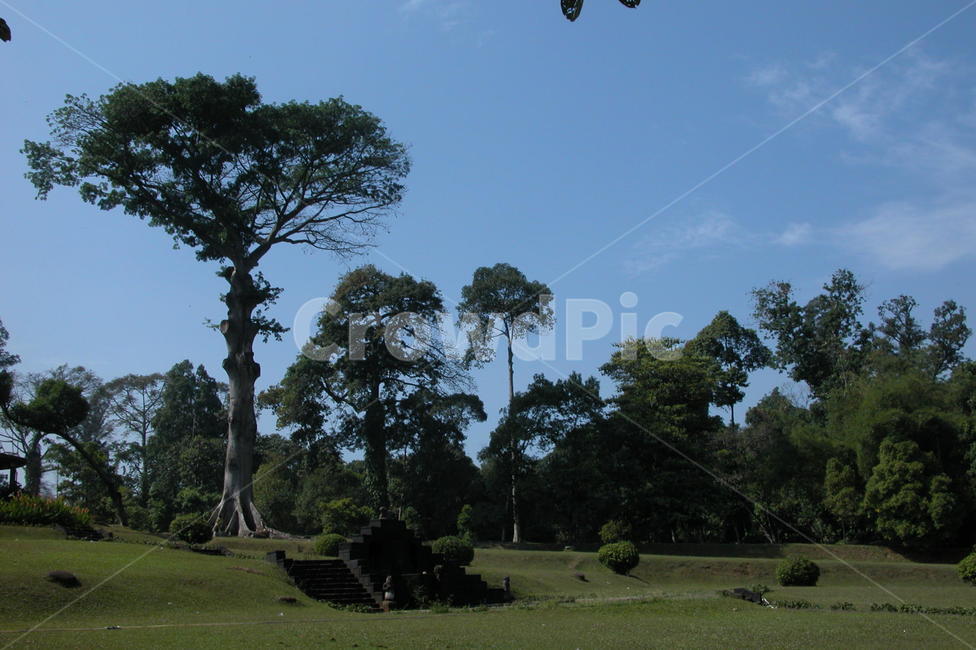 인도네시아,보고르식물원,보고르,나무,큰나무,indonesia,bogor,botanicgarden,botanic,garden,tree,bigtree