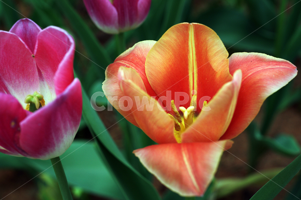 튤립,튜울립,추립,추맆,다년생초본,꽃,화초,flower,식물,관상용,gesner’stulip,식물,자연,plants,nature,꽃,flower