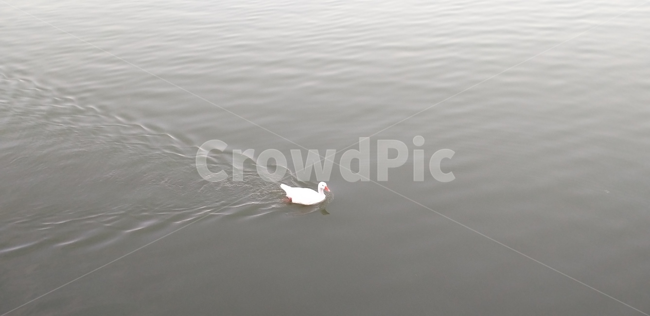오리,동물,새,water,animal,동물,animal,조류,새,birds