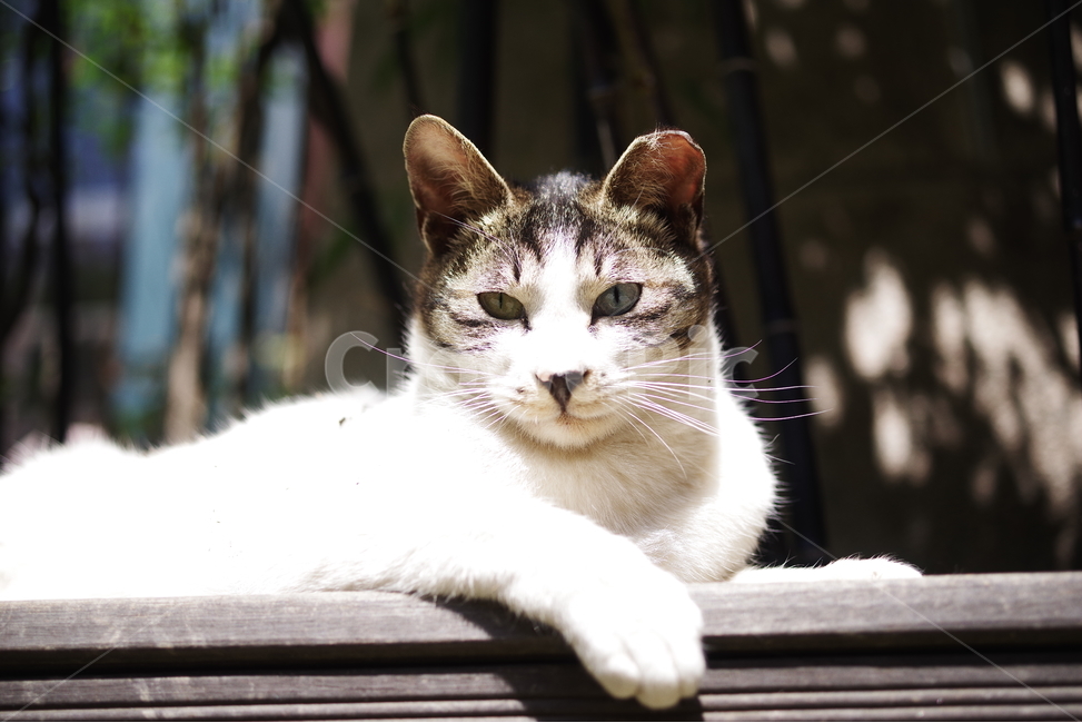 고양이,길고양이,길냥이,동물,포유류,길친구,자연,생명,육식동물,애완동물,야생동물,동물,animal,포유류,mammal,고양이,cat,kitten,kitty