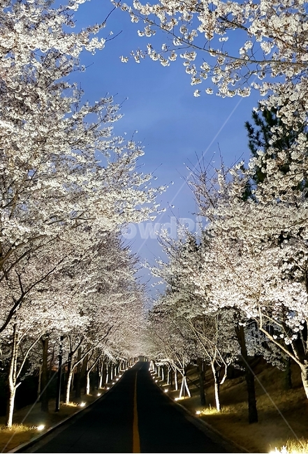 배경화면,빛,벚꽃,공원,경주,벚꽃길,하늘,봄,계절,spring,season,plant,식물
