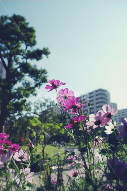 꽃,코스모스,마을,길,꽃길,flower,cosmos,town,road,가을,계절,fall,autumn,season,식물,자연,plants,nature,꽃,flower,감성,sensible,feeling,geranium,제라늄,plant,blossom
