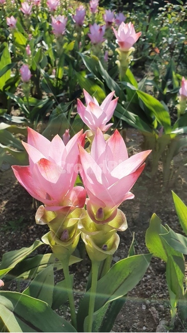 plant,식물,flower,blossom,꽃,식물,자연,plants,nature,꽃,flower