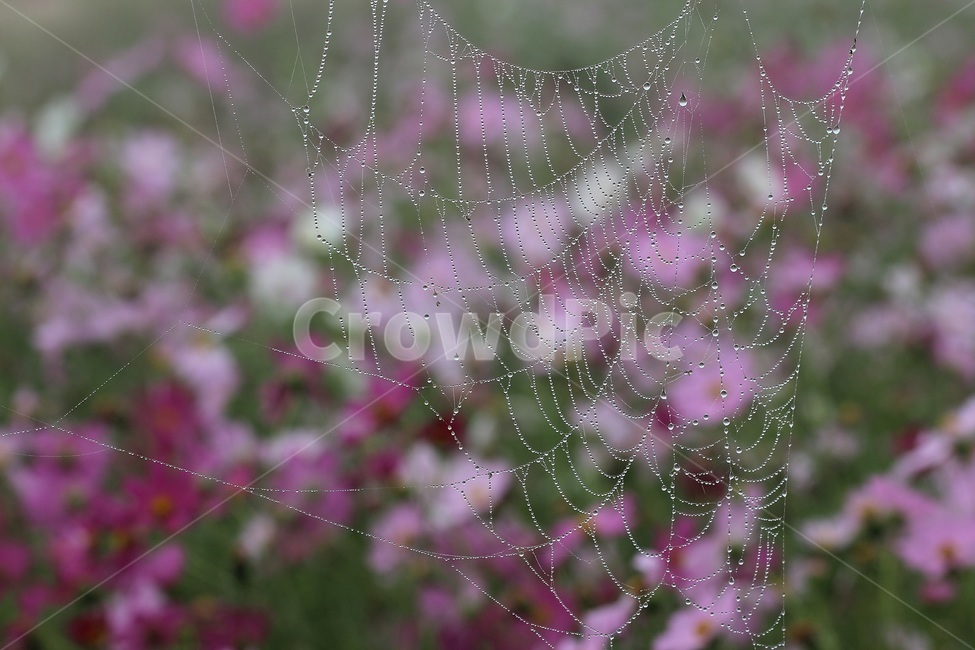 코스모스,가을,꽃,거미줄,이슬,cosmos,가을,계절,fall,autumn,season,식물,자연,plants,nature,꽃,flower