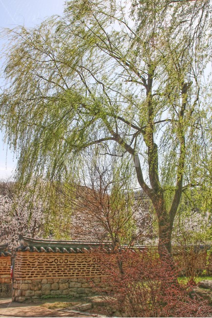 풍경화,나무,풍경,버드나무,그림,자연,한국전통,한국문화,korean traditional,korean culture,식물,자연,plants,nature,나무,trees,wood
