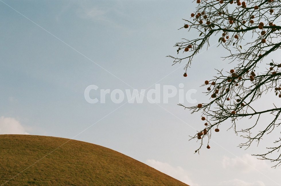 들판,하늘,필름사진,맑은하늘,sky,grassland,목초지,들,field,자연,풍경,nature,landscape,outdoors,옥외,mound,투수판