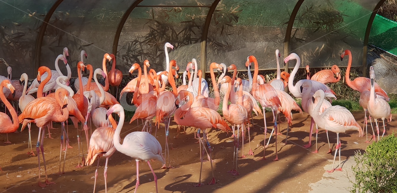 동물,animal,홍학,새,붉은새,동물,animal,조류,새,birds