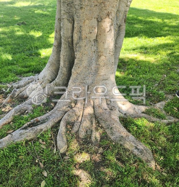 tree,나무,treetrunk,나무기둥,뿌리