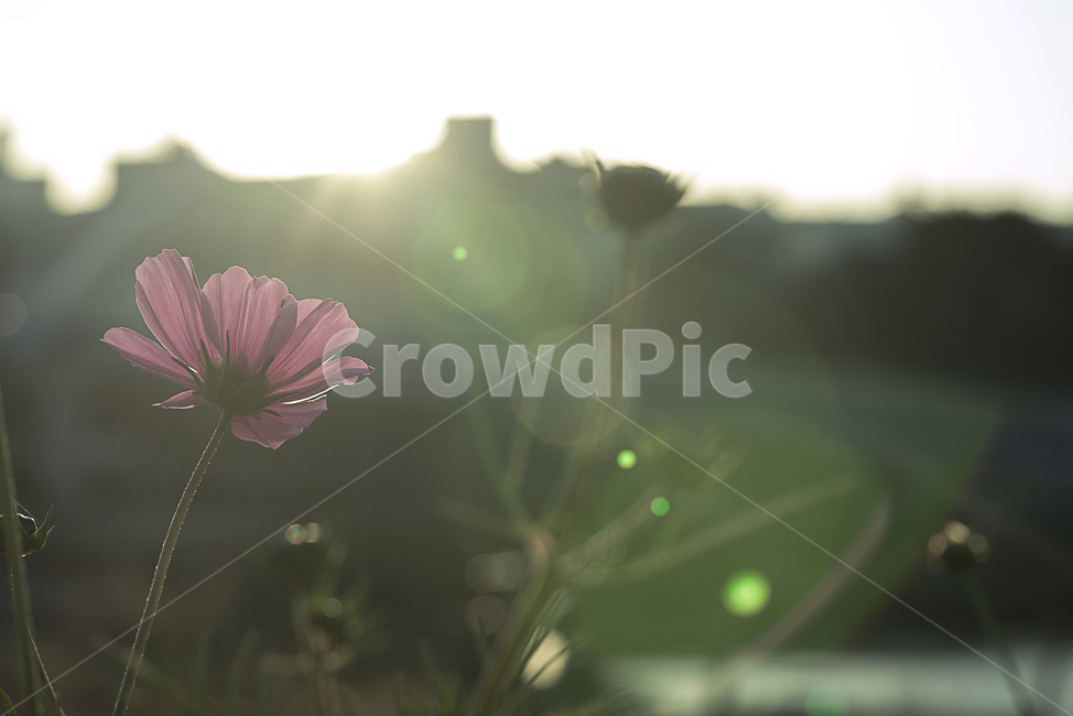 꽃,가을,계절,생명,생물,플라워,flower,코스모스,flare,플레어,light,빛,plant,식물,가을,계절,fall,autumn,season,식물,자연,plants,nature,꽃,flower