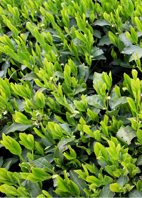 풀,식물,초록,야외,자연,클로즈업,식물,자연,plants,nature