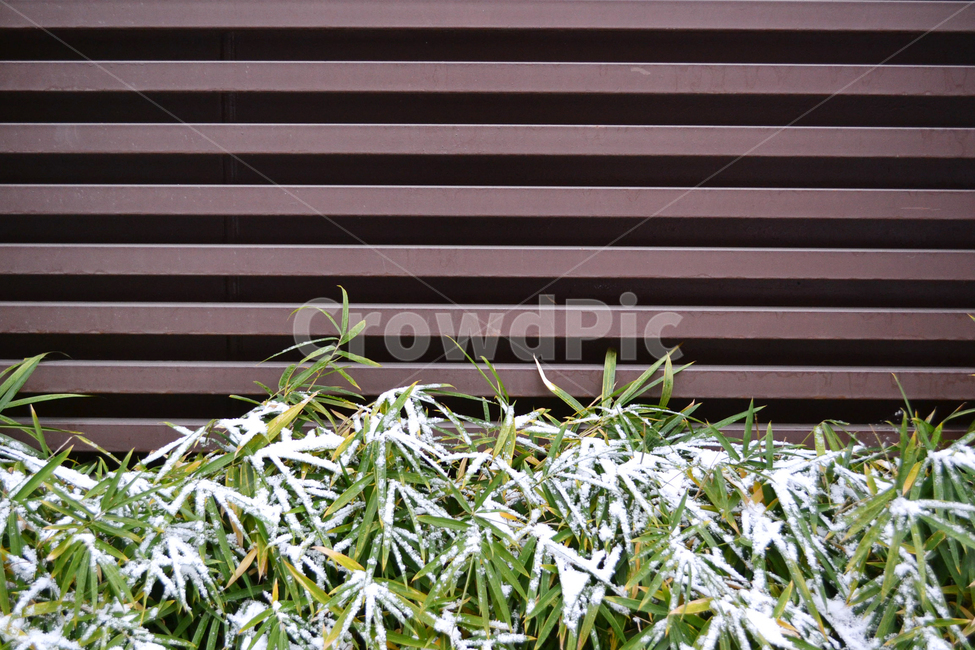 눈,식물,겨울,자연,winter,plant,snow,식물,자연,plants,nature