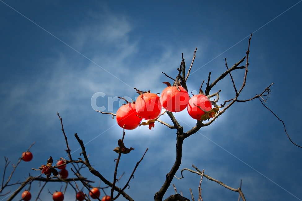 식물,plant,감,자연,가을,감나무,열매,홍시,가을,계절,fall,autumn,season,과일,열매,fruit