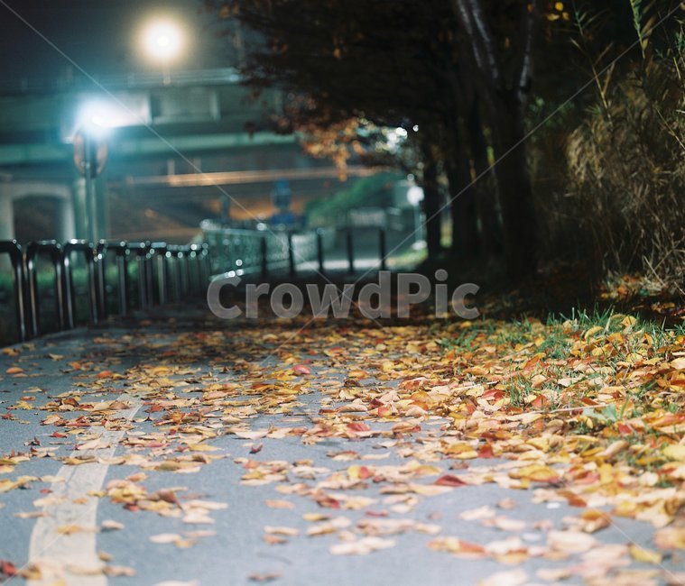 필름사진,낙엽,밤,산책,단풍,중형필름,감성,가로등,쓸쓸함,외로움,가을,계절,fall,autumn,season,plant,식물
