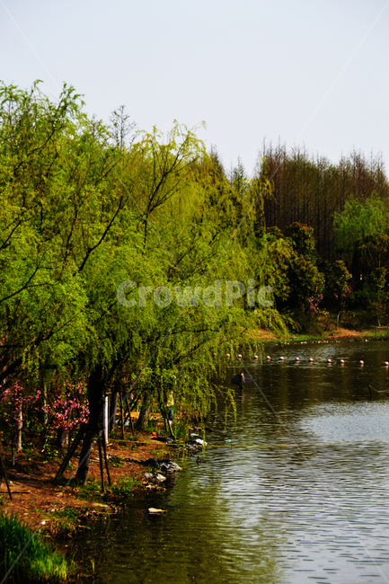 공원,호수,나무,야외,강,lake,tree,가을,여름,계절,season,park,garden,green,초록색