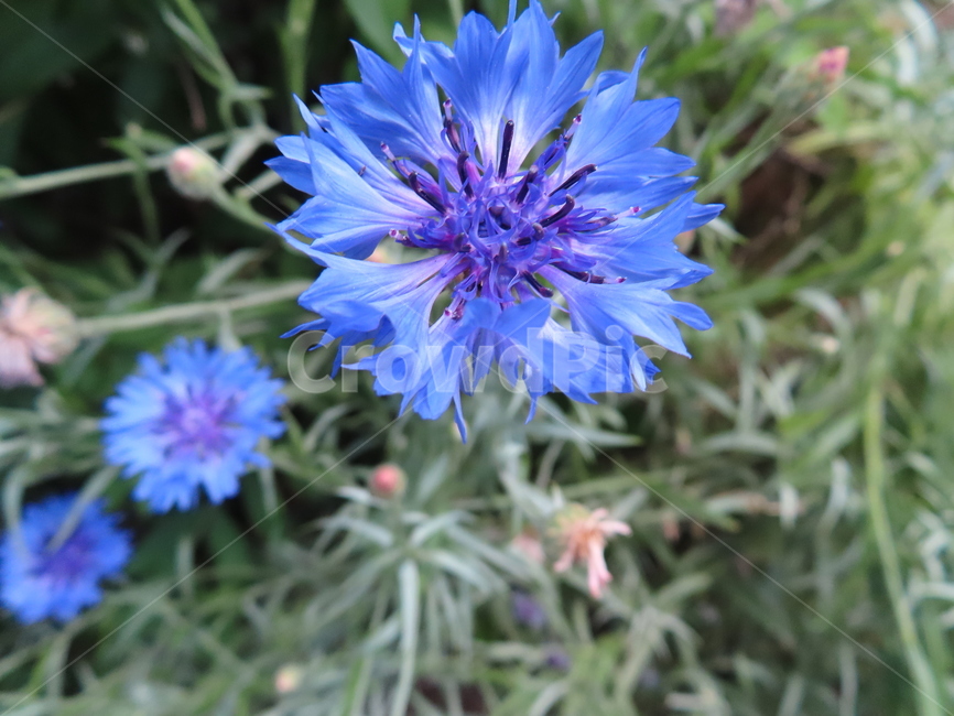 피어나다,꽃,아름다움,식물,공원,귀여운,화려한,자연,comeout,flowers,beauty,plants,parks,pretty,beautiful,natural