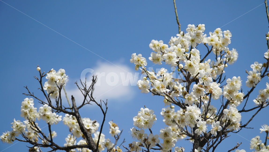 봄,꽃,벚꽃,하늘,나무,구름,봄,계절,spring,season,식물,자연,plants,nature,꽃,flower,plant,blossom