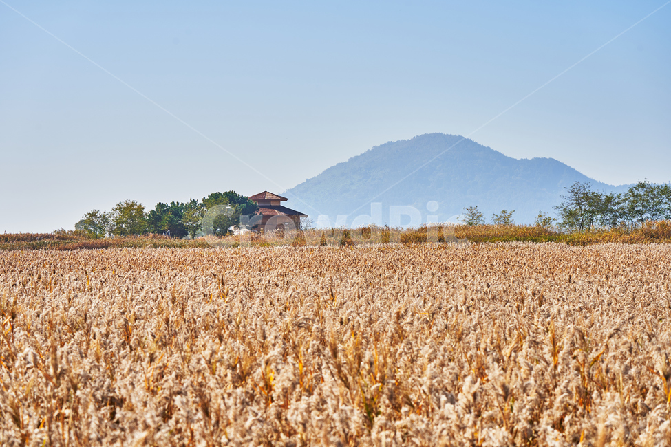 순천만습지,갈대,가을,자연,풍경,순천,순천만,갈대밭,산,습지,가을,계절,fall,autumn,season,자연,풍경,nature,landscape,plant,식물