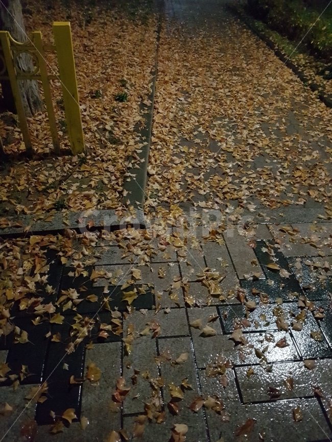 낙엽,가을비,밤,쓸쓸함,가로등,비,비오는날,rain,rainy,가을,계절,fall,autumn,season,path,통로,walkway,보도,flagstone,판석