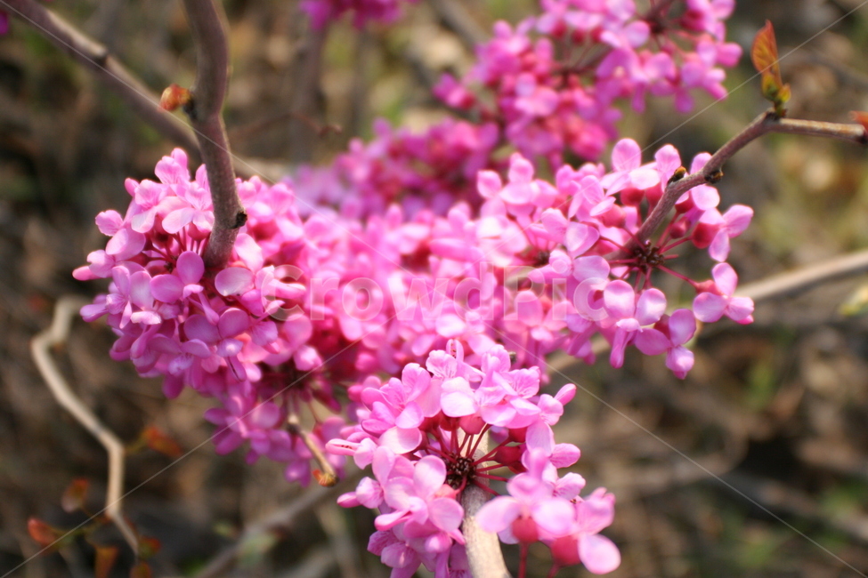 plant,식물,flower,꽃,봄,박태기나무꽃,차형목피,육홍,cercischinensis,78월,식물,자연,plants,nature,꽃,flower
