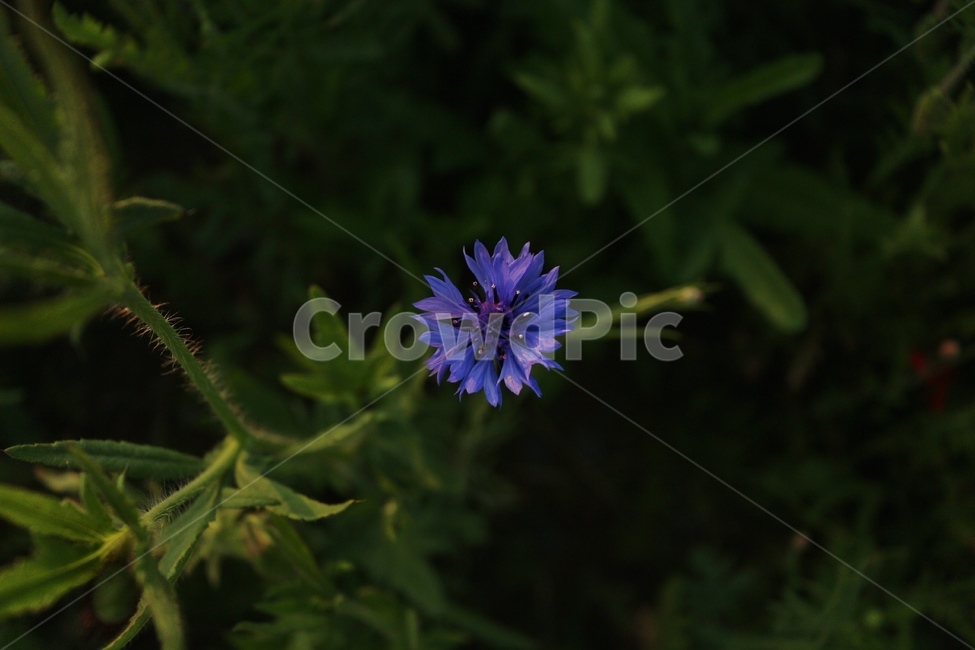 꽃,물수레국화,식물,아웃포커싱,풍경,풍경사진,봄,계절,spring,season,식물,자연,plants,nature,꽃,flower,plant,blossom