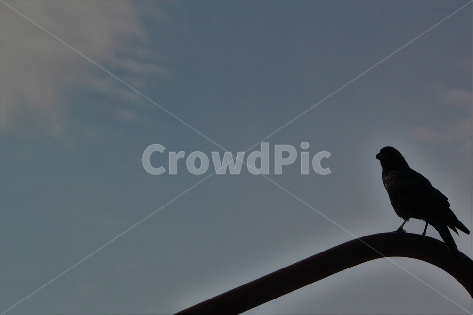 하늘,까마귀,구름,감성,새,bird